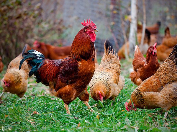 Породы куриц | ЗооТом - продажа, вязка и услуги для животных в Балашове