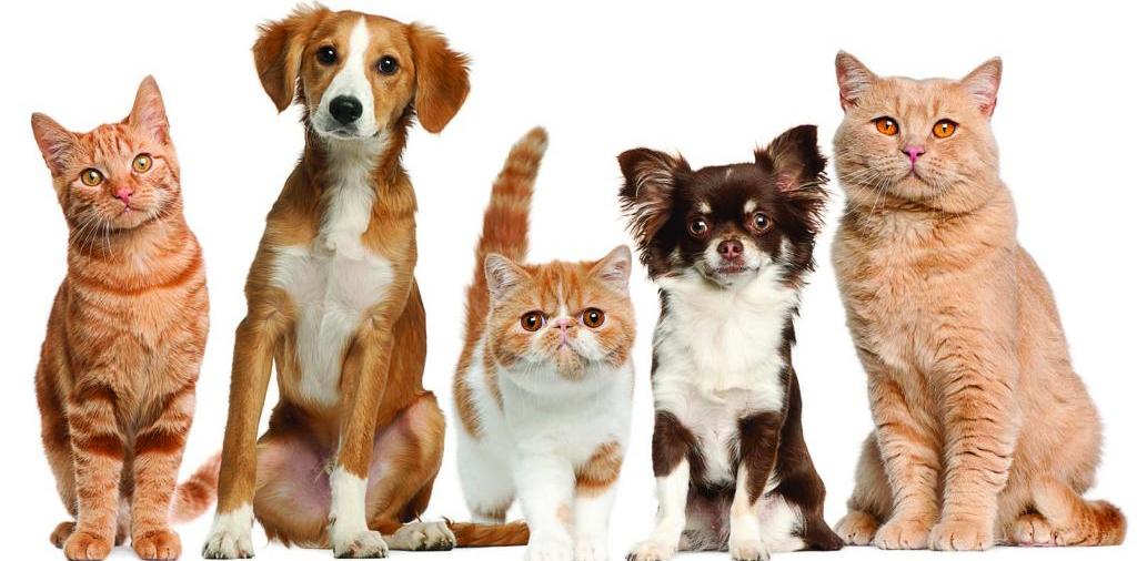 Доска объявлений о животных | ЗооТом - продажа, вязка и услуги для животных в Балашове
