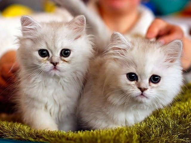 Породы кошек в Балашове | ЗооТом портал о животных