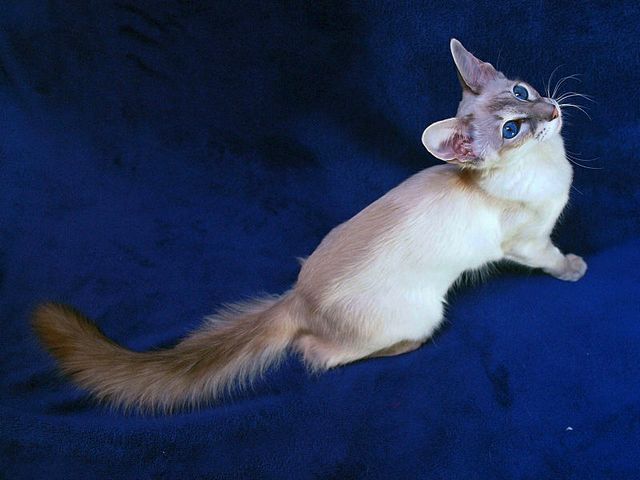 Выведенные породы кошек в Балашове | ЗооТом портал о животных
