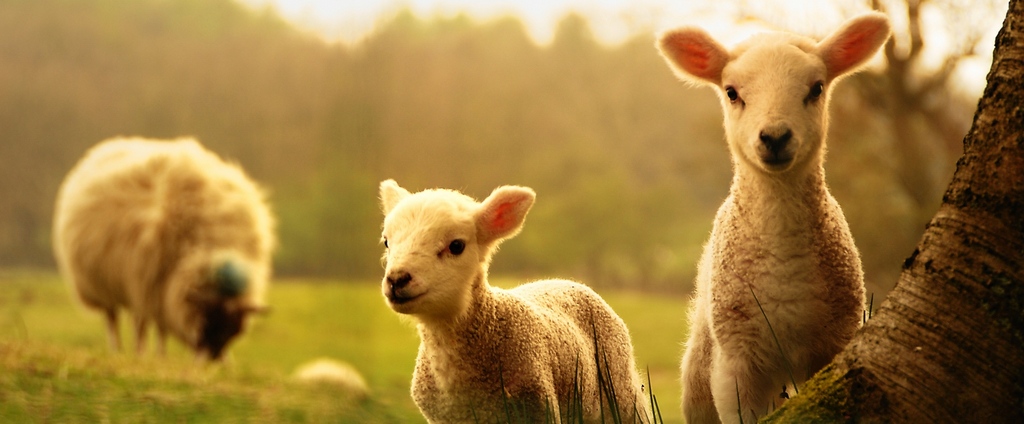 Объявления о сельскохозяйственных животных | ЗооТом - продажа, вязка и услуги для животных в Балашове