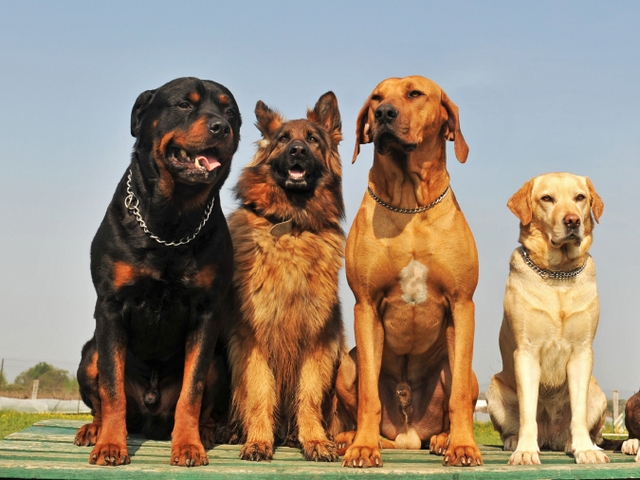 Крупные породы собак в Балашове | ЗооТом портал о животных